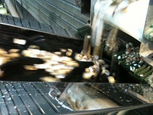 ss food processing 3